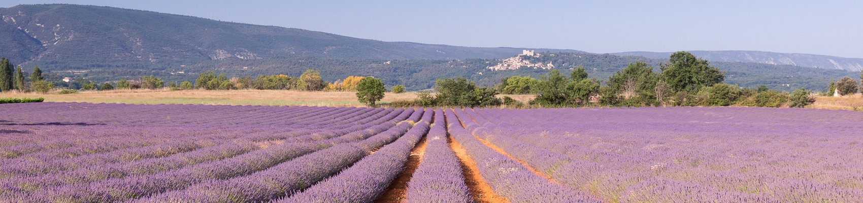 La Vie en Rosé